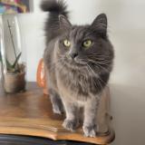 Picture of cat lost at Chevannes