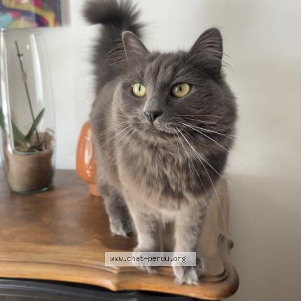 Photo 1/1 Mia Chat lost in Chevannes