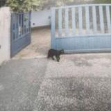 Picture of cat lost at Toulouse