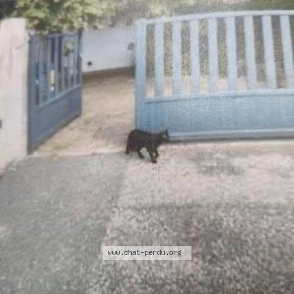 Photo 1/1 Tidoudou Chat lost in Toulouse