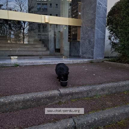 Photo 1/1 Found cat Found in Versailles