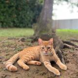 Picture of cat lost at Kourou