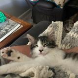 Picture of cat lost at Searcy