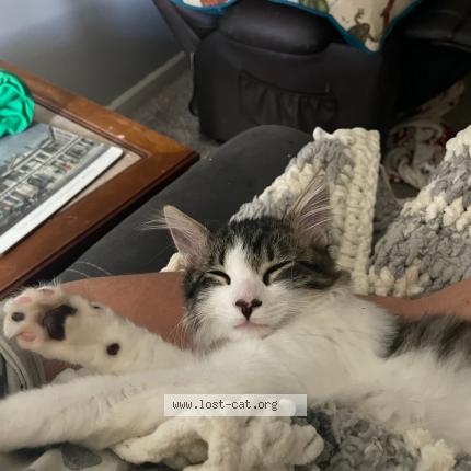 Photo 1/1 Caillou Chat lost in Searcy