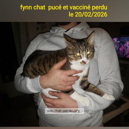 Photo 1/1 FYNN Chat lost in Villabe