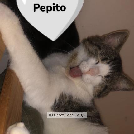 Photo 1/1 Pepito Chat lost in Sallaumines