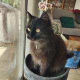 Picture of cat lost at Vinezac