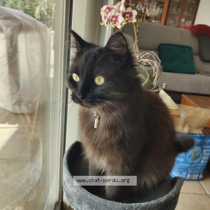 Photo 1/3 Tina Chat lost in Vinezac