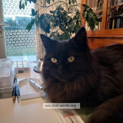 Photo 2/3 Tina Chat lost in Vinezac