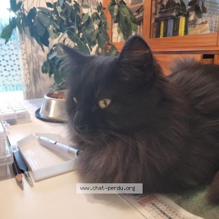 Photo 3/3 Tina Chat lost in Vinezac