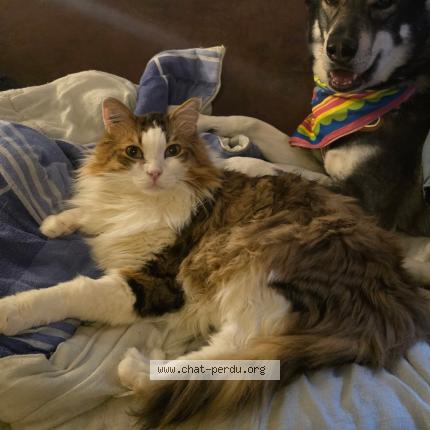 Photo 1/1 Larry Chat lost in Nice