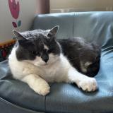 Picture of cat lost at Plouvara