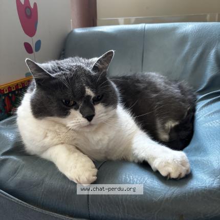 Photo 1/1 VENUS Chat lost in Plouvara