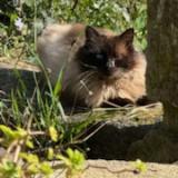 Picture of cat found at Plouye