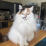 Picture of cat lost at Paray Le Monial