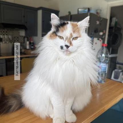 Photo 1/1 Jilly surnom Poupoune Chat lost in Paray le monial