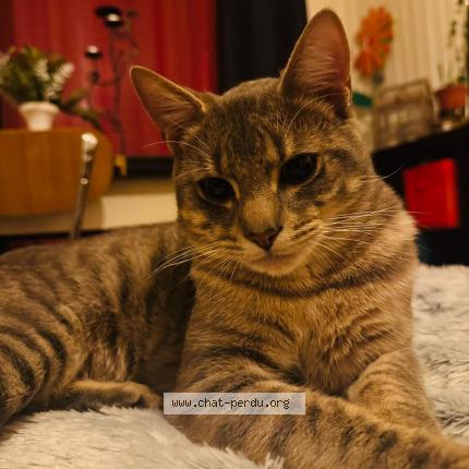 Photo 1/1 Cat reunited Lost in Reze