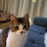 Picture of cat lost at Mosnes