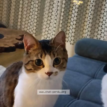 Photo 1/1 Mimi Chat lost in Mosnes