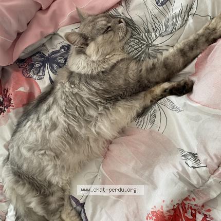 Photo 1/1 Found cat Found in M