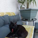 Picture of cat lost at Livron Sur Drome