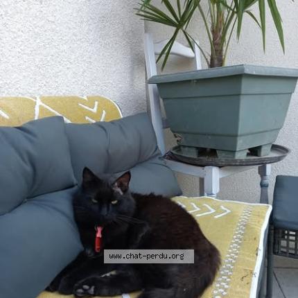 Photo 1/2 claude jomard rostagnat Chat lost in Livron sur drome