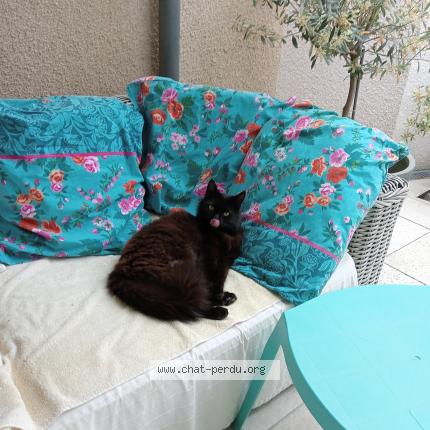 Photo 2/2 claude jomard rostagnat Chat lost in Livron sur drome