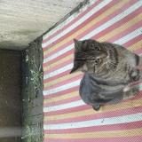 Picture of cat found at La Madeleine