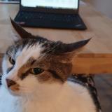 Picture of cat lost at Annecy Cran Gevrier