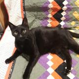 Picture of cat lost at Bordeaux