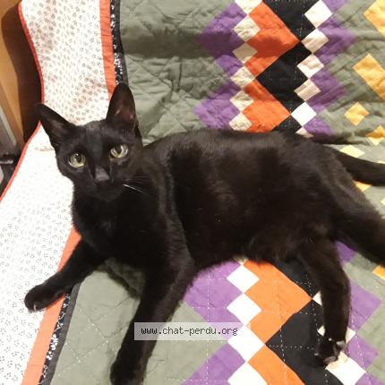 Photo 1/1 R&eacute;glisse Chat lost in Bordeaux