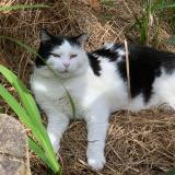 Picture of cat lost at Mouguerre