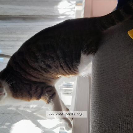 Photo 1/3 Found cat Found in Montreuil