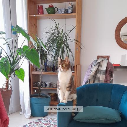 Photo 2/3 Found cat Found in Montreuil