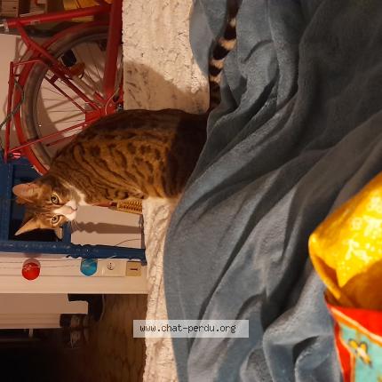 Photo 3/3 Found cat Found in Montreuil