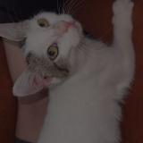 Picture of cat lost at Pau