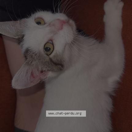 Photo 1/1 Arya Chat lost in Pau