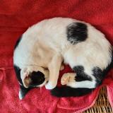 Picture of cat lost at Roullens