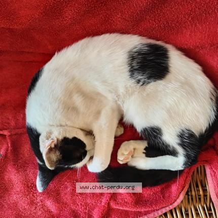 Photo 1/1 Chihiro Chat lost in Roullens