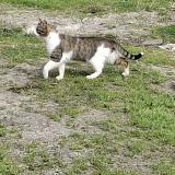 Picture of cat found at Boisredon