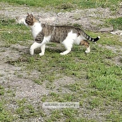 Photo 1/1 Found cat Found in Boisredon