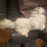 Picture of cat lost at Travers