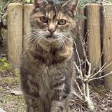 Picture of cat found at St Mandrier