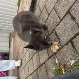 Picture of cat found at Pau