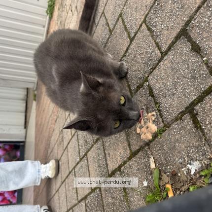 Photo 1/1 Found cat Found in Pau