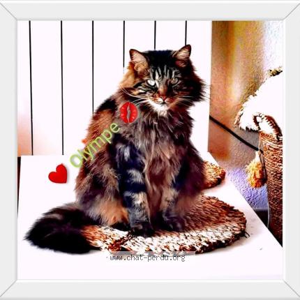 Photo 1/1 Olympe Chat lost in Monistrol sur loire