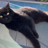 Picture of cat lost at Eysines