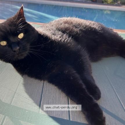 Photo 1/1 Big Mama Chat lost in Eysines