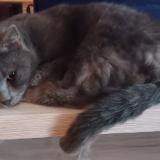 Picture of cat lost at Coulommiers 77