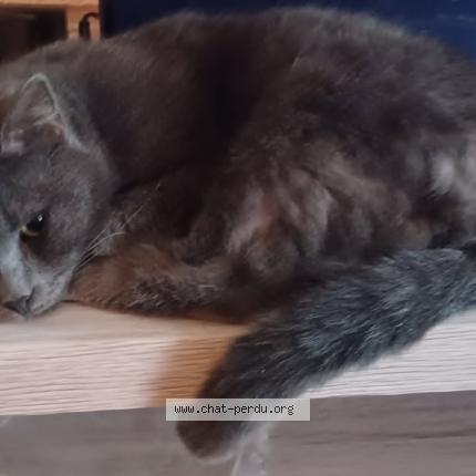 Photo 1/1 A&Iuml;NA Chat lost in Coulommiers 77